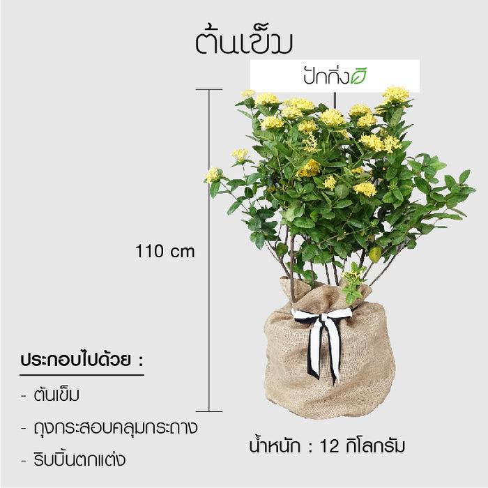 พวงหรีดต้นไม้ : ต้นเข็มในถุงกระสอบ