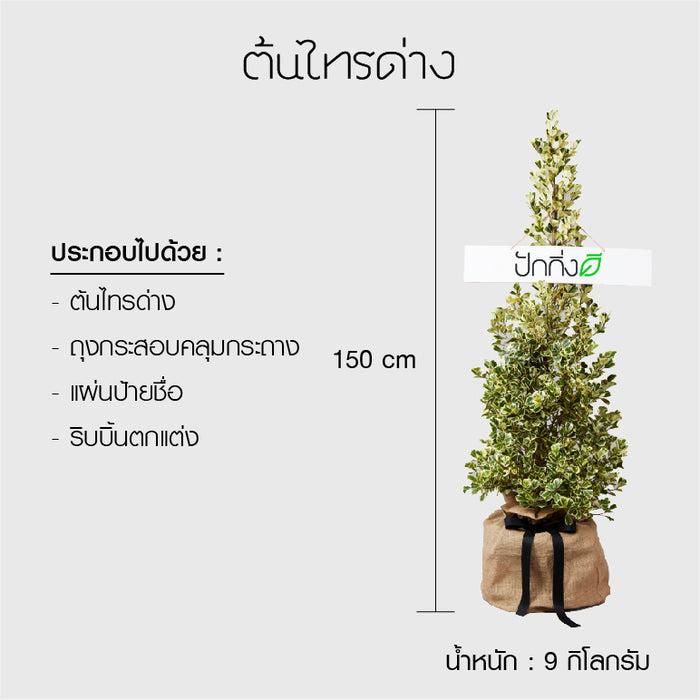 พวงหรีดต้นไม้ : ต้นไทรด่างในถุงกระสอบ