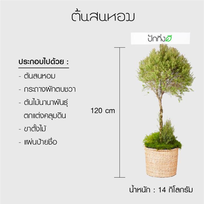 พวงหรีดต้นไม้ : ต้นสนหอมหัวเดี่ยวในตะกร้าสานผักตบชวา