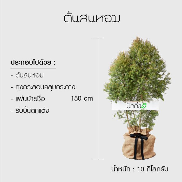 พวงหรีดต้นไม้ : ต้นสนหอมในถุงกระสอบ