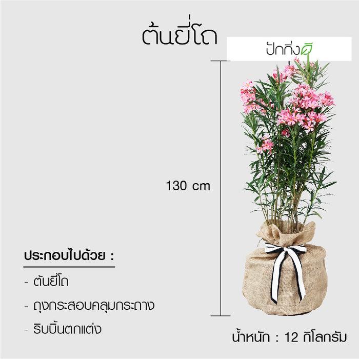 พวงหรีดต้นไม้ : ต้นยี่โถในถุงกระสอบ