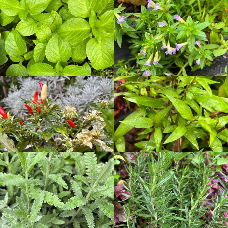 พวงหรีดต้นไม้ : Green Garden Plantbox