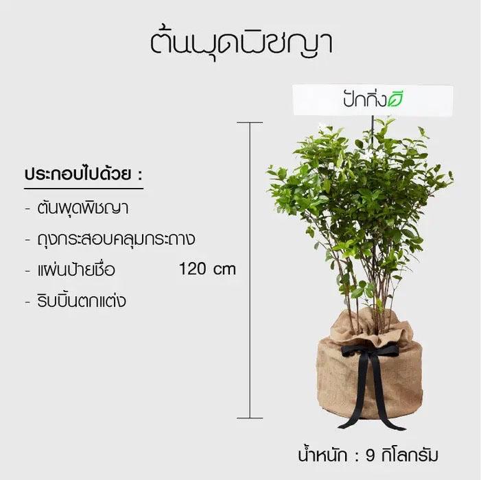 พวงหรีดต้นไม้ : ต้นพุดพิชญาในถุงกระสอบ