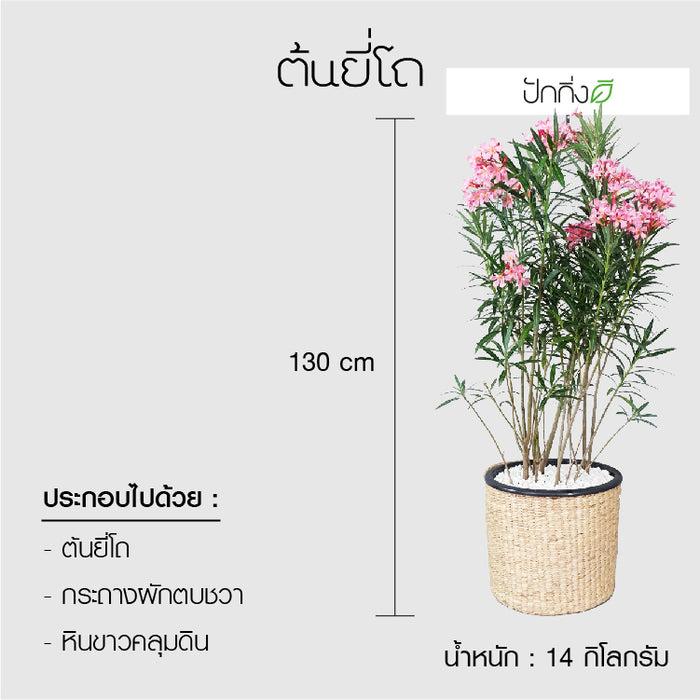 พวงหรีดต้นไม้ : ต้นยี่โถในตะกร้าสานผักตบชวา