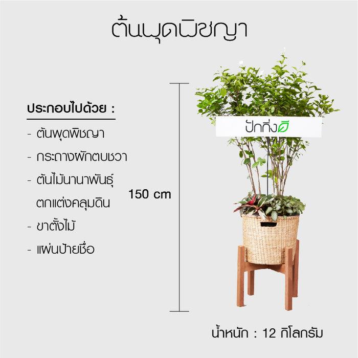 พวงหรีดต้นไม้ : ต้นพุดพิชญาในตะกร้าสานผักตบชวา