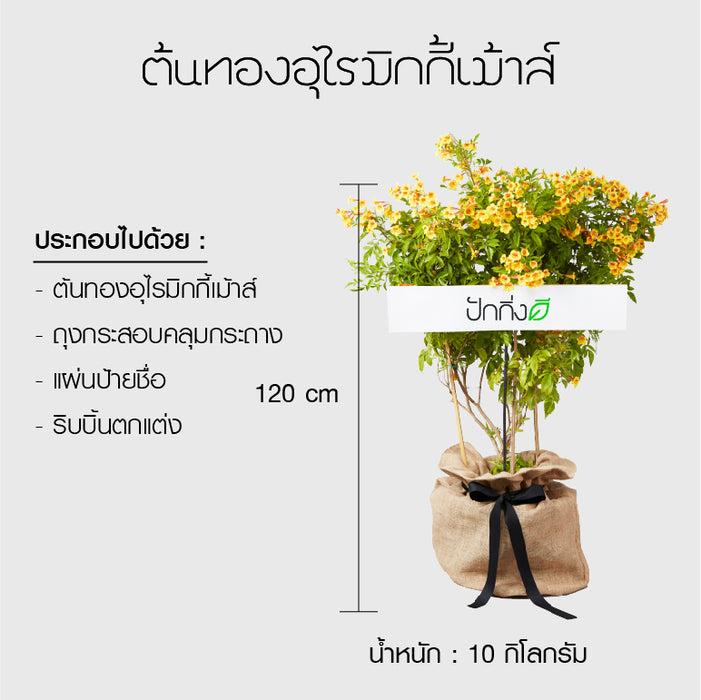 พวงหรีดต้นไม้ : ต้นทองอุไรมิกกี้เมาส์ (เป็นต้นที่มีบางช่วง โปรดตรวจสอบกับทางร้านก่อนสั่งซื้อ)