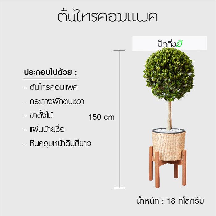 พวงหรีดต้นไม้ : ต้นไทรคอมแพคในตะกร้าสานผักตบชวา
